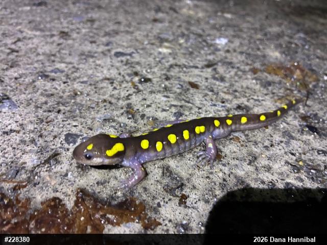 Spotted Salamander
