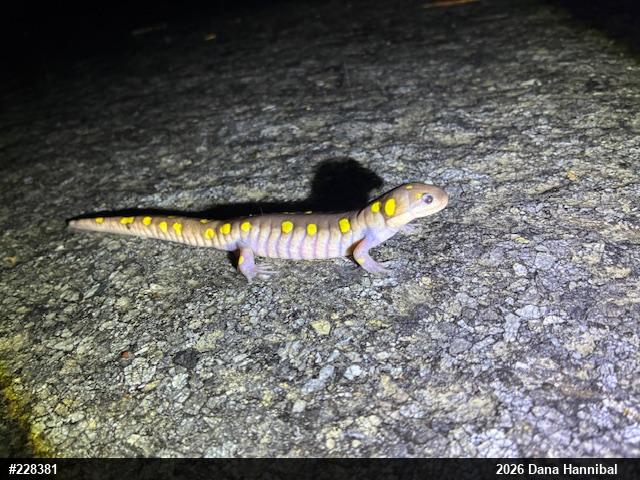 Spotted Salamander