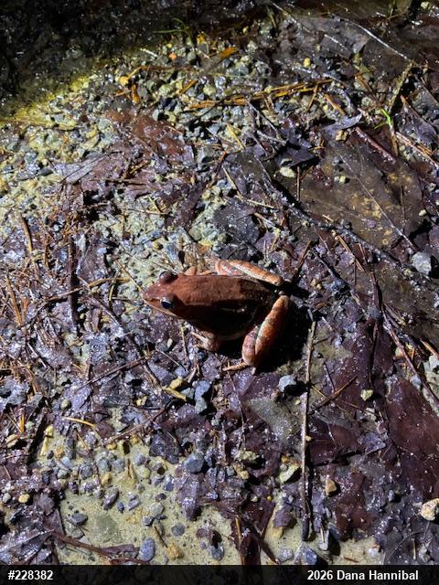 Wood Frog