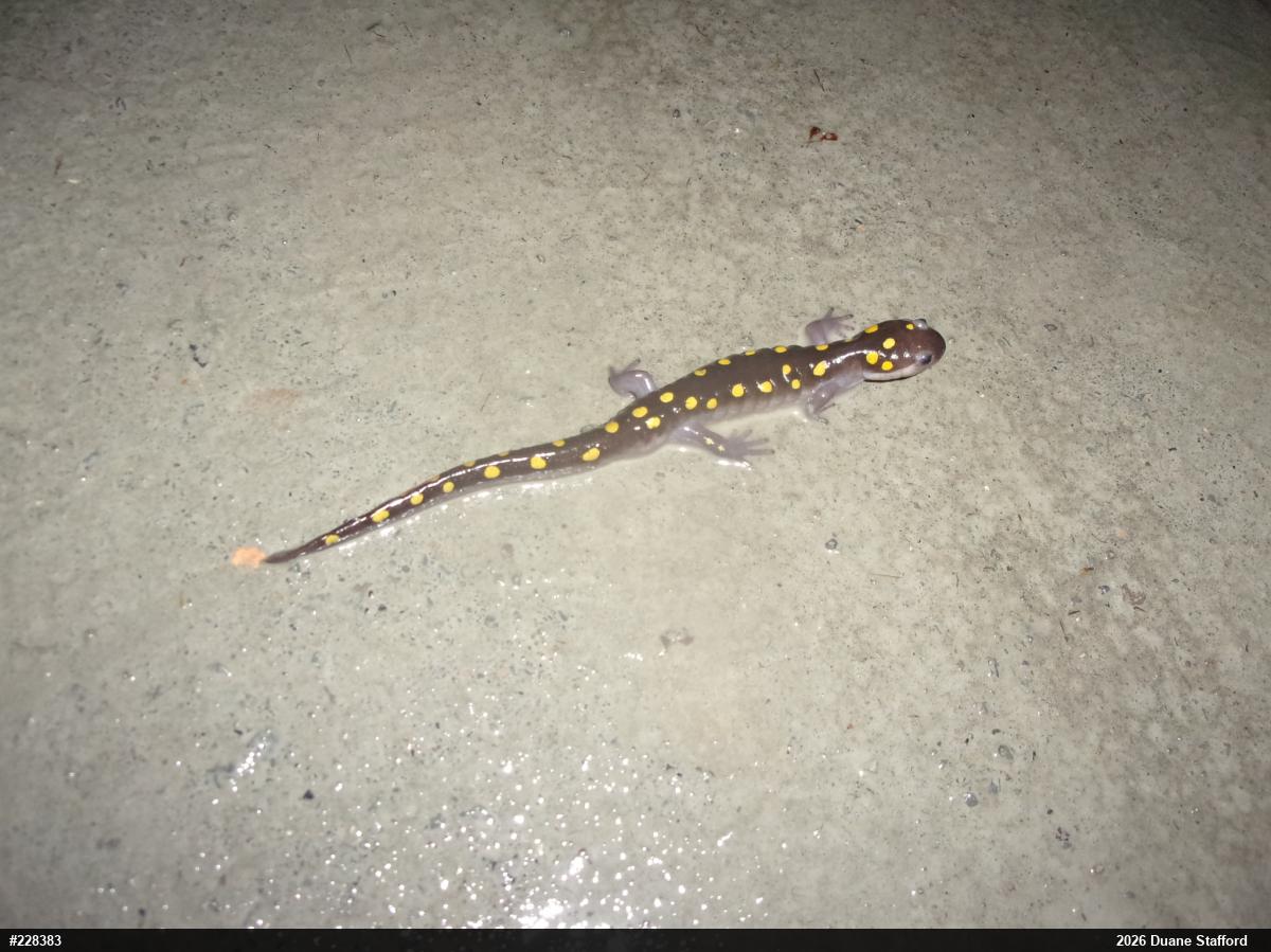Spotted Salamander