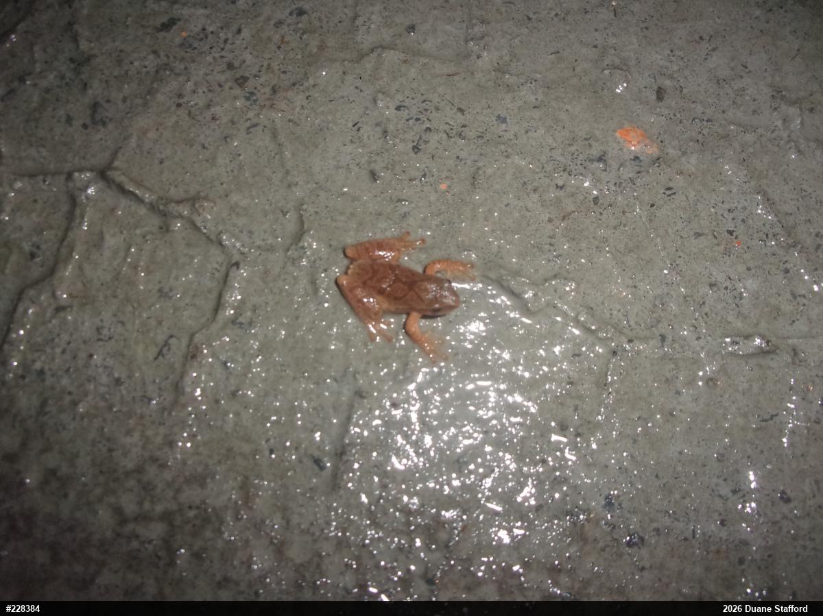 Spring Peeper