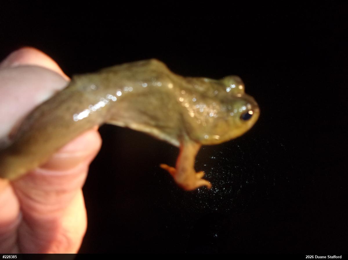 Green Frog