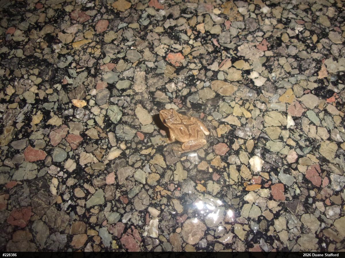 Spring Peeper