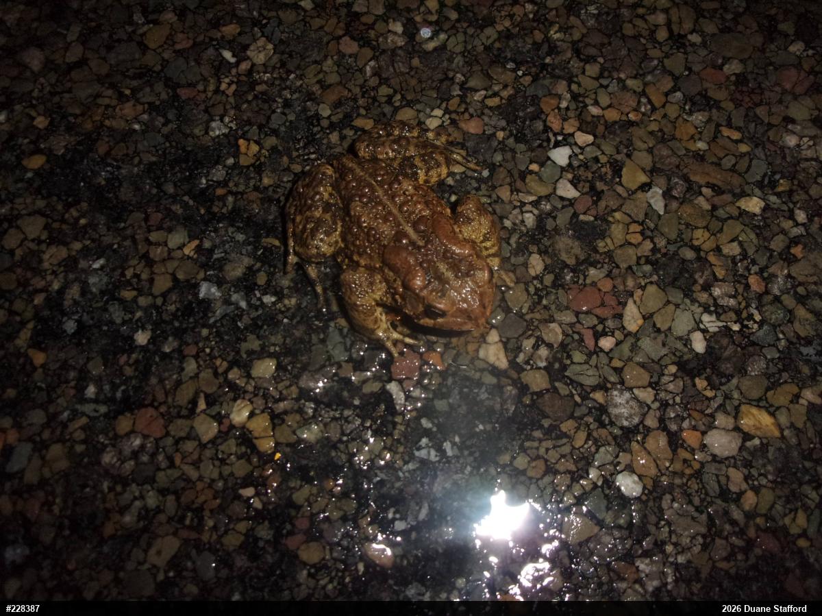 Eastern American Toad