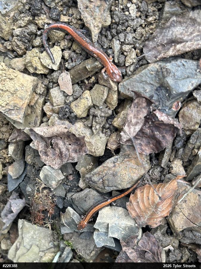 Eastern Red-backed  Salamander