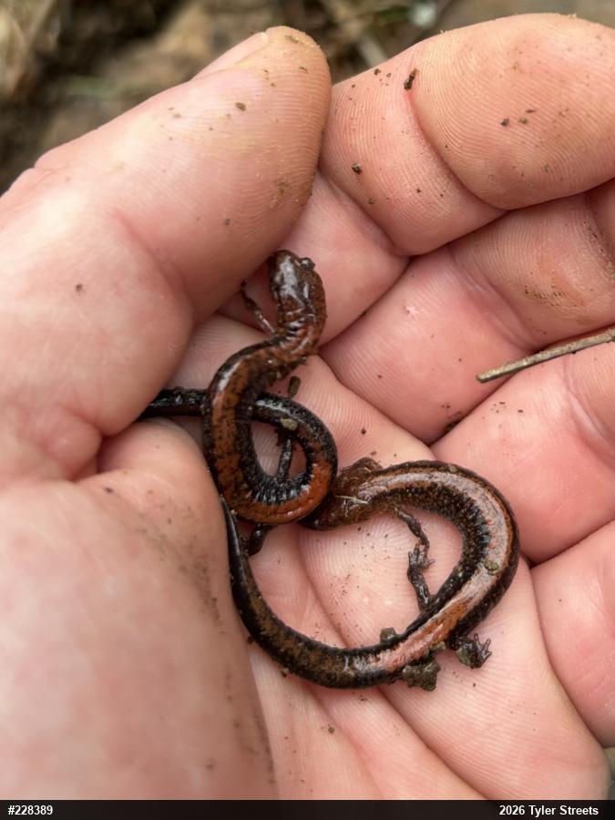 Eastern Red-backed  Salamander