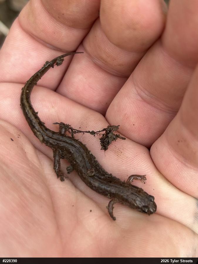 Northern Dusky Salamander