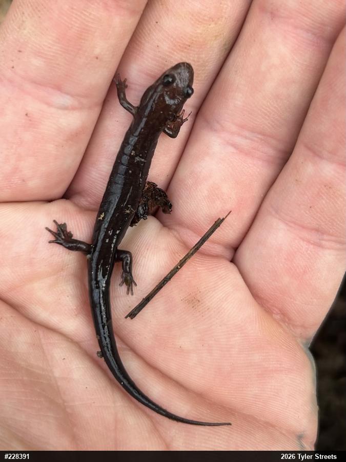 Allegheny Mountain Dusky Salamander