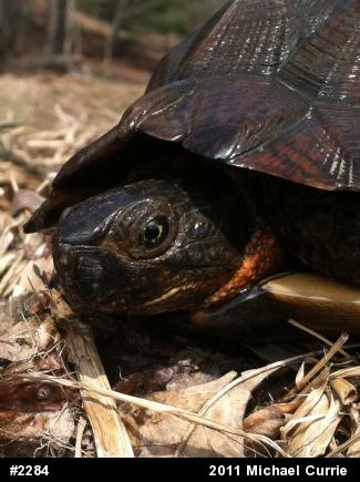Wood Turtle
