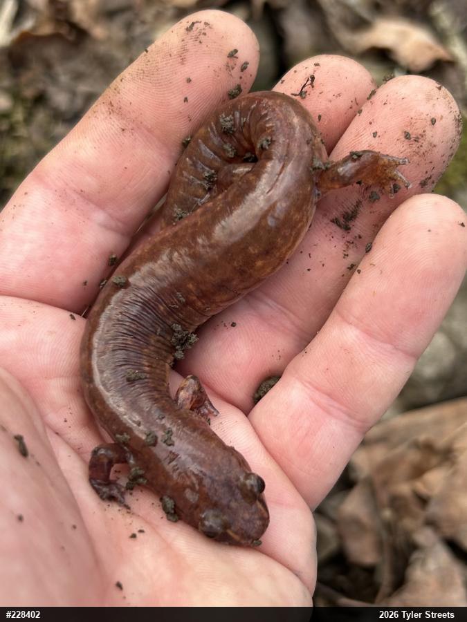 Northern Spring Salamander