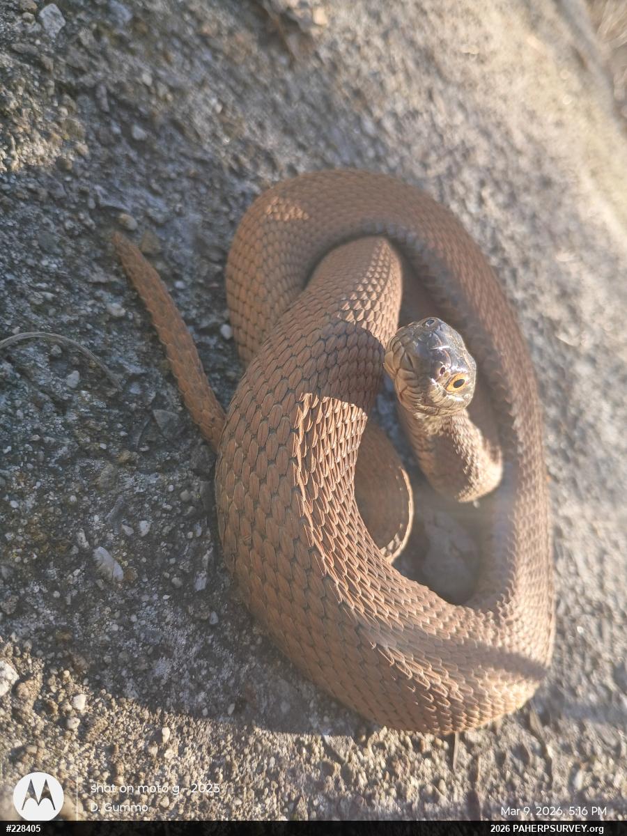 Northern Watersnake