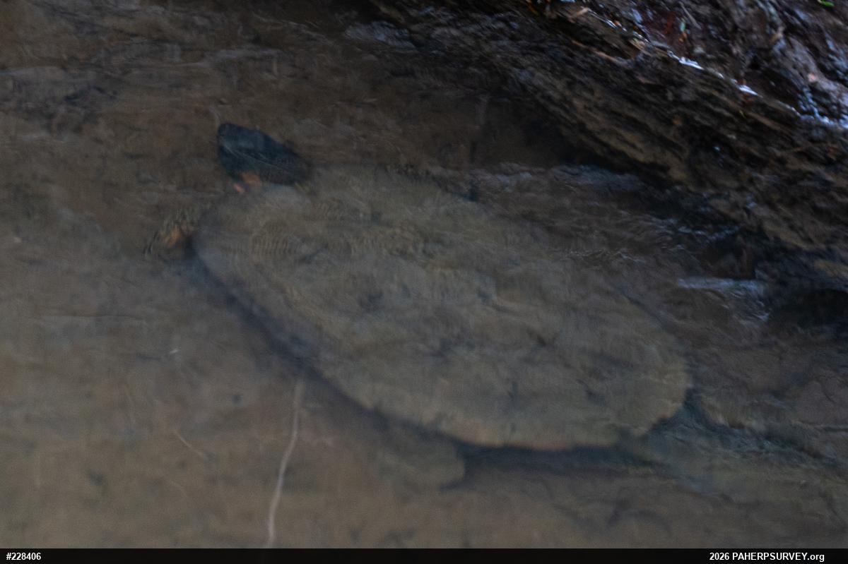 Wood Turtle