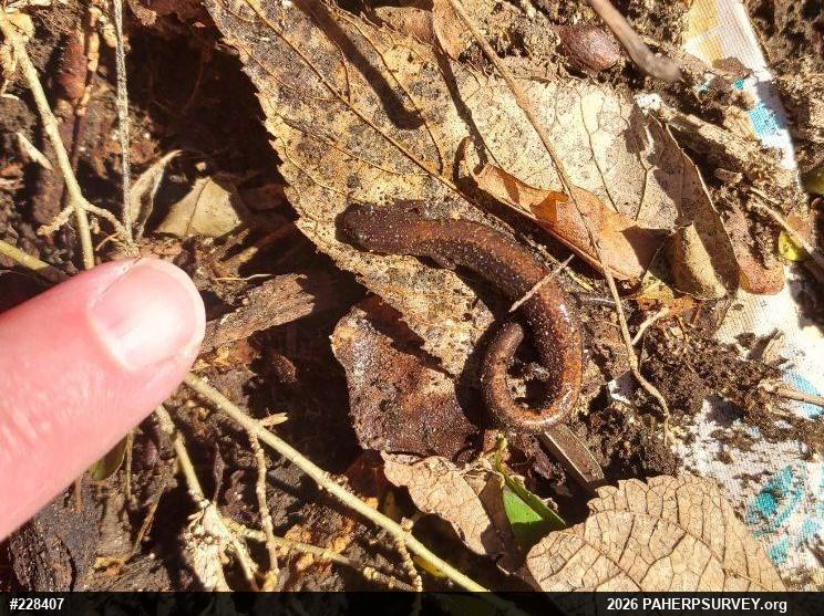 Eastern Red-backed  Salamander