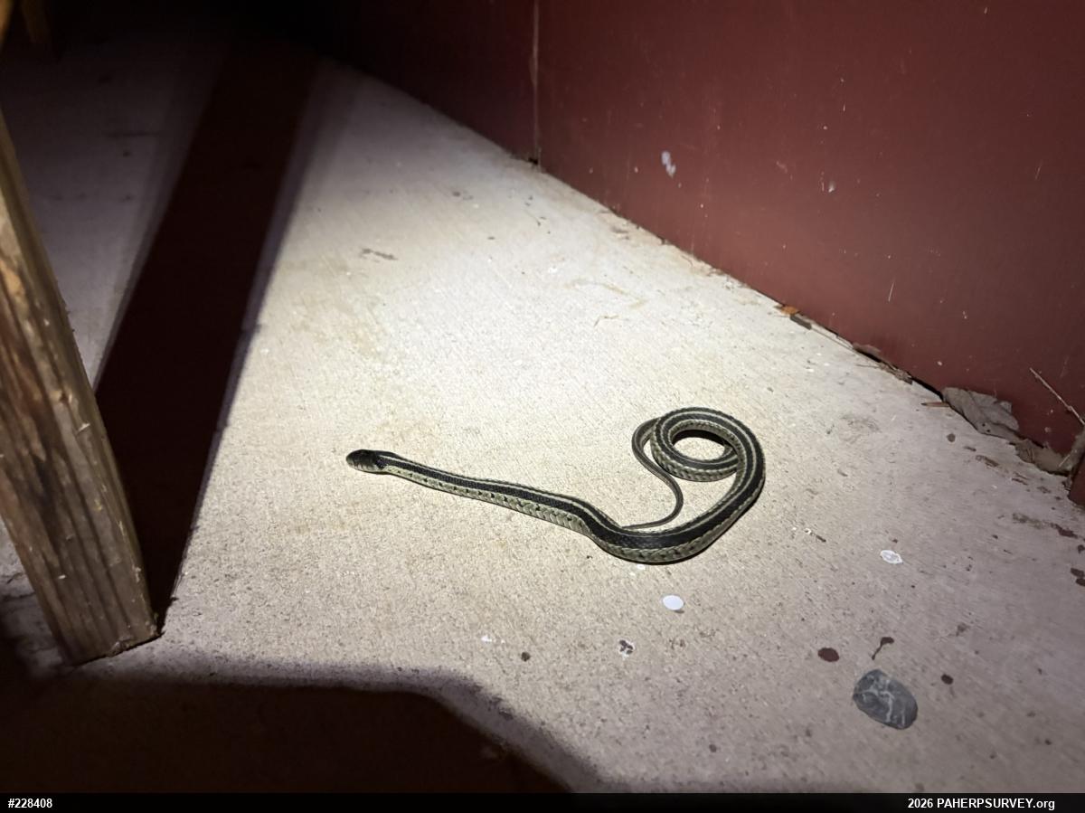 Eastern Gartersnake
