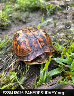 Eastern Box Turtle