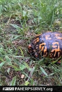 Eastern Box Turtle