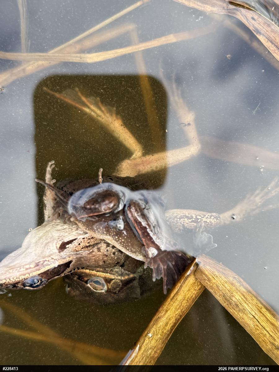 Wood Frog