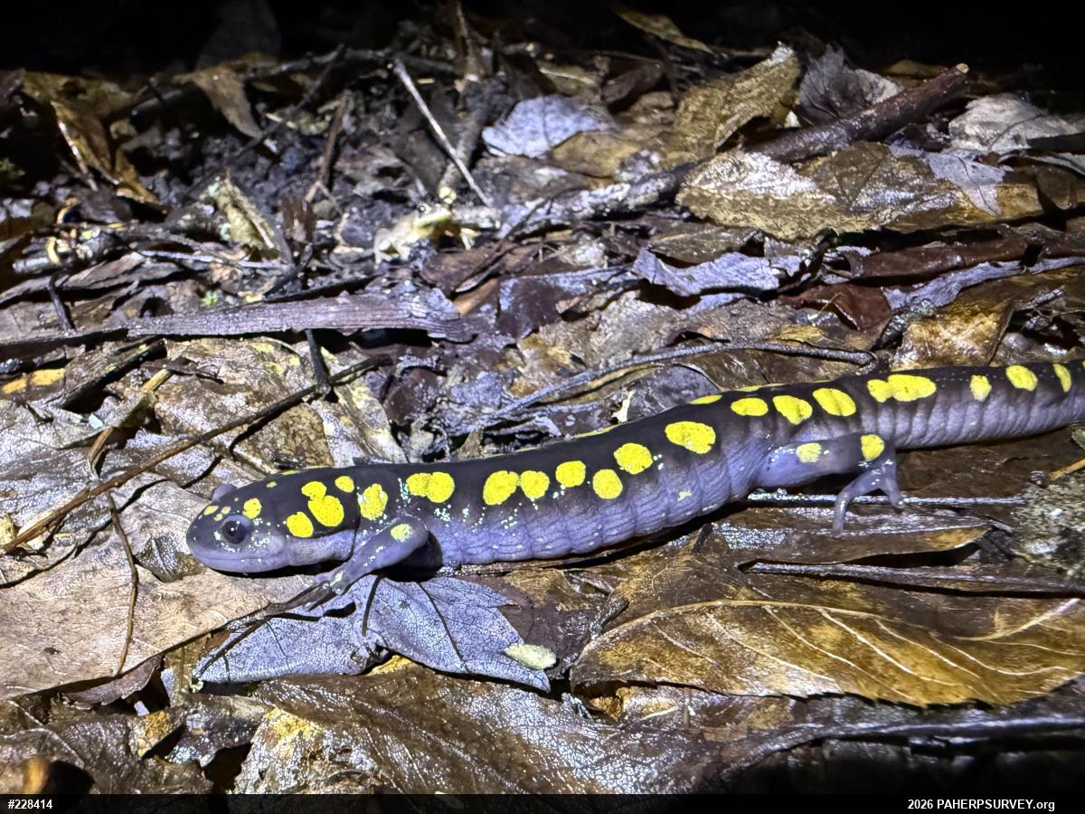 Spotted Salamander