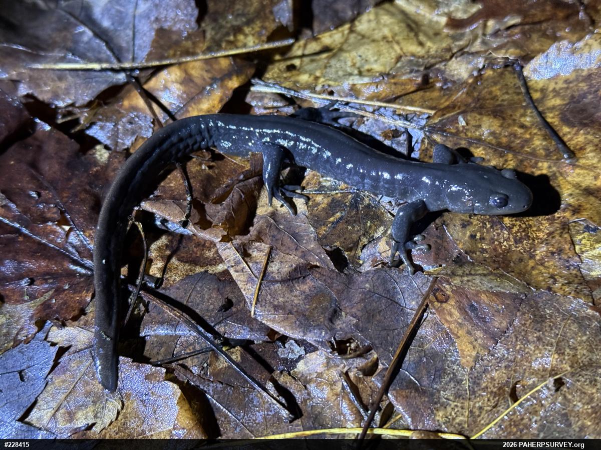 Jefferson Salamander