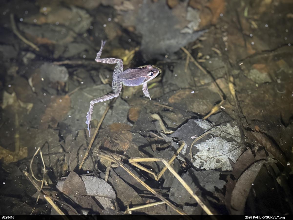 Wood Frog
