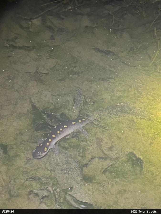 Spotted Salamander