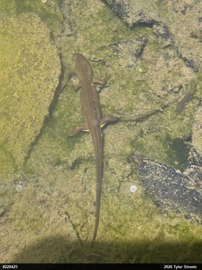 Red-spotted Newt