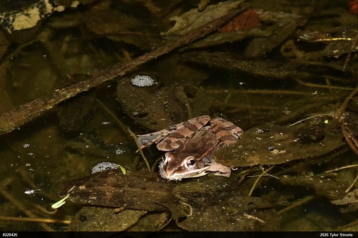Wood Frog