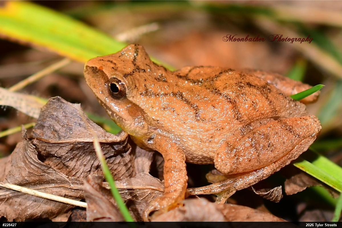 Spring Peeper