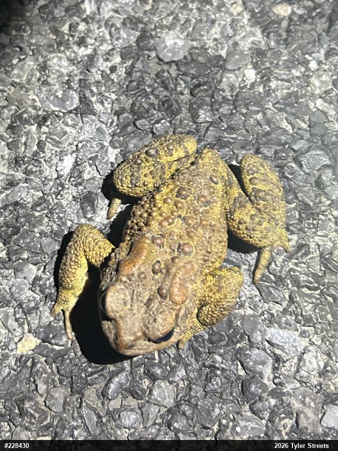 Eastern American Toad