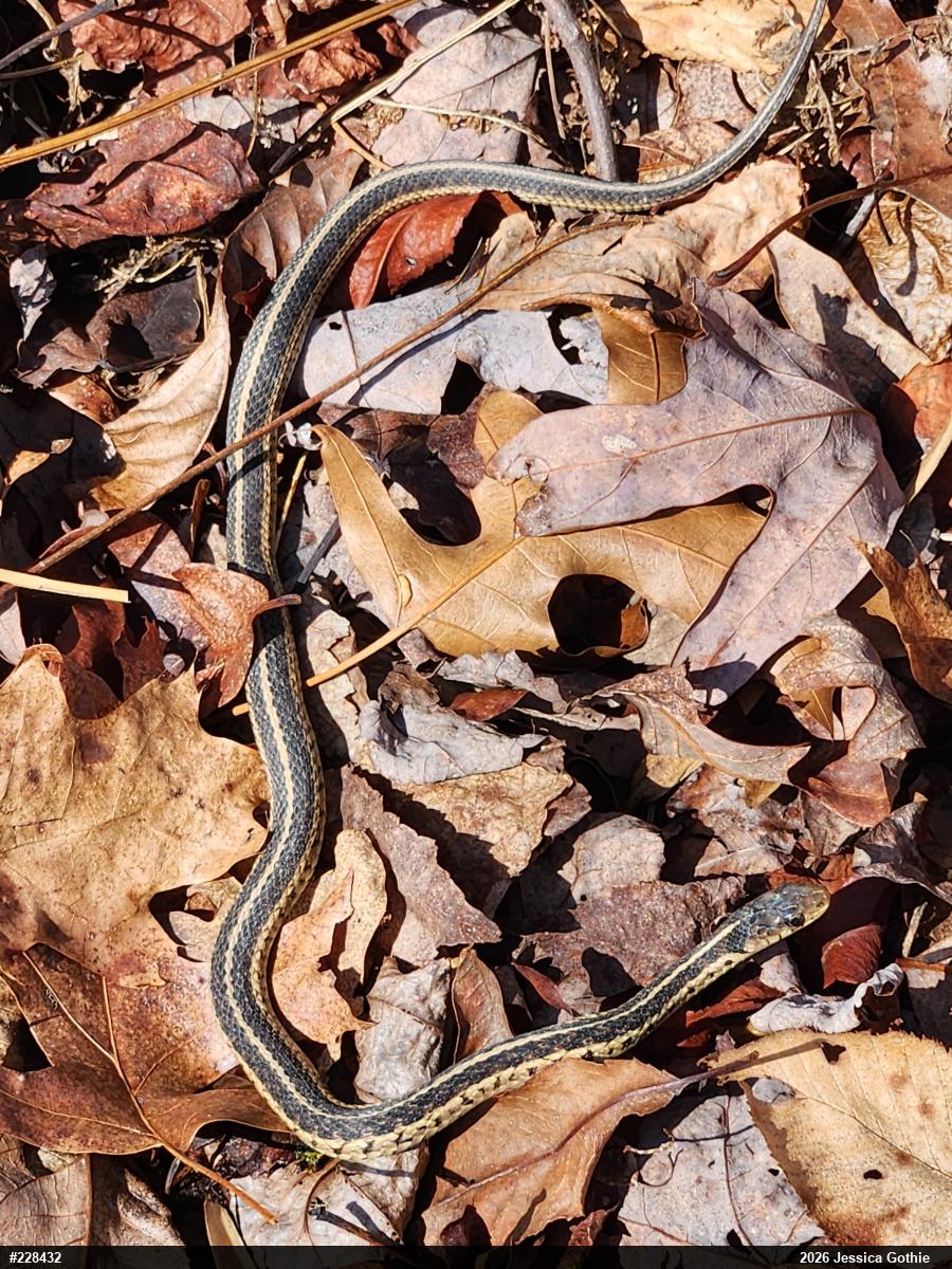 Eastern Gartersnake