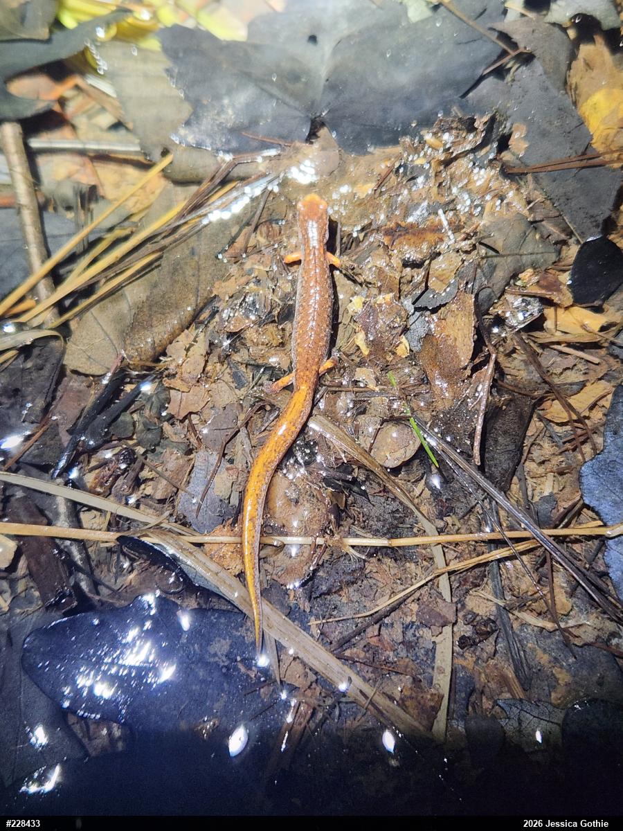 Four-toed Salamander