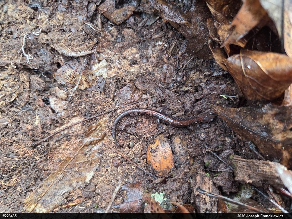 Eastern Red-backed  Salamander