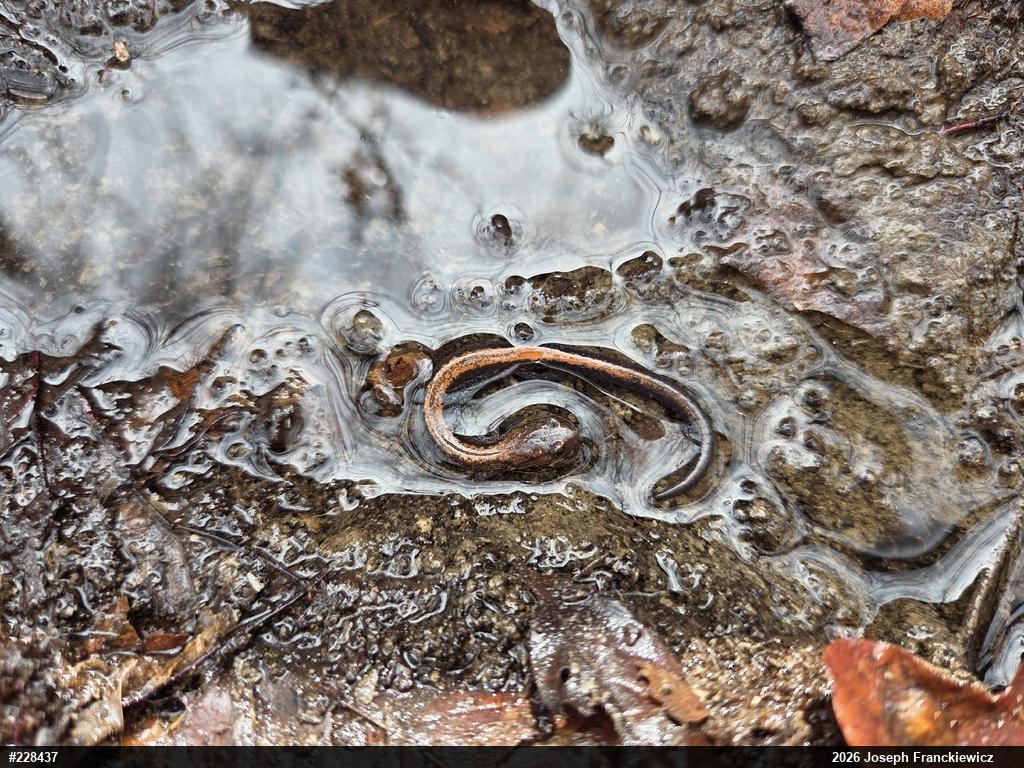Eastern Red-backed  Salamander