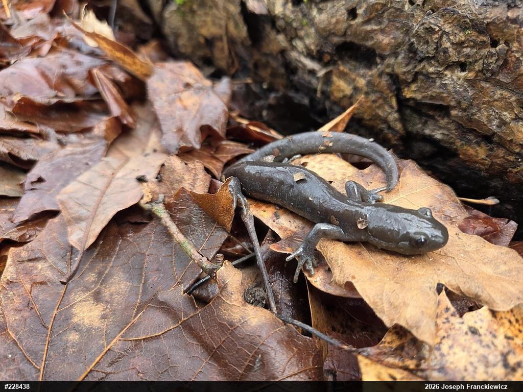 Jefferson Salamander