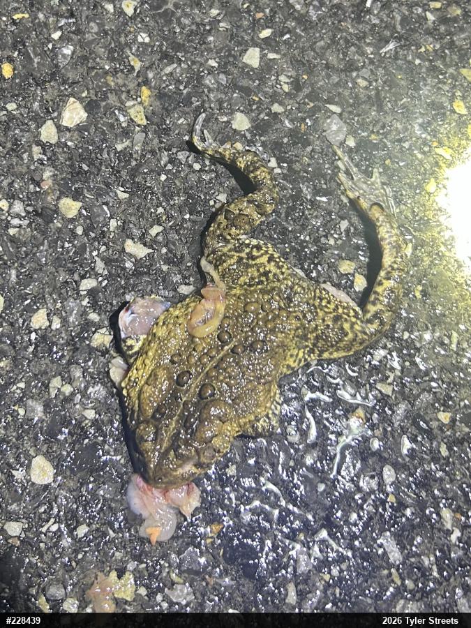 Eastern American Toad