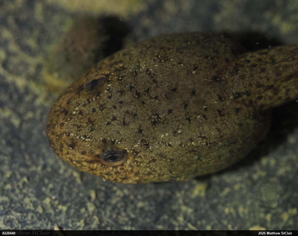 American Bullfrog