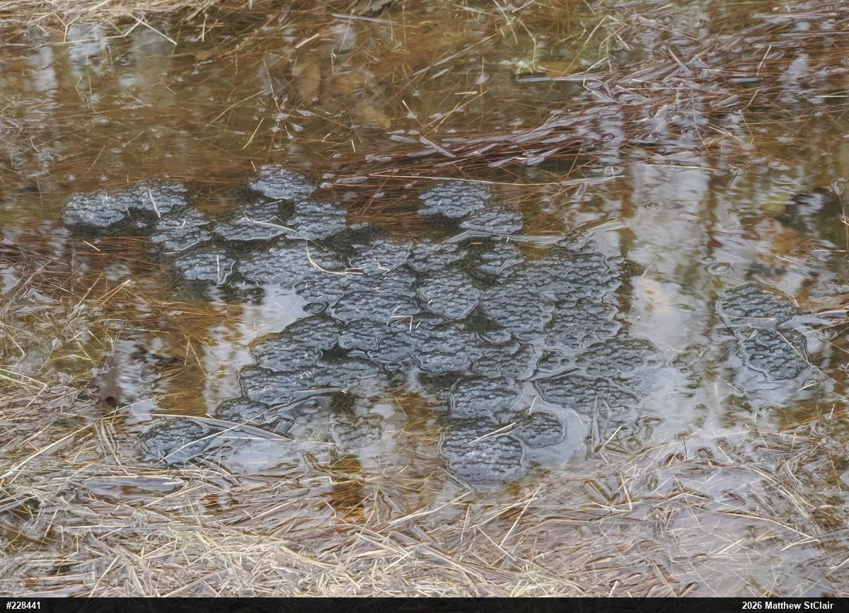 Wood Frog