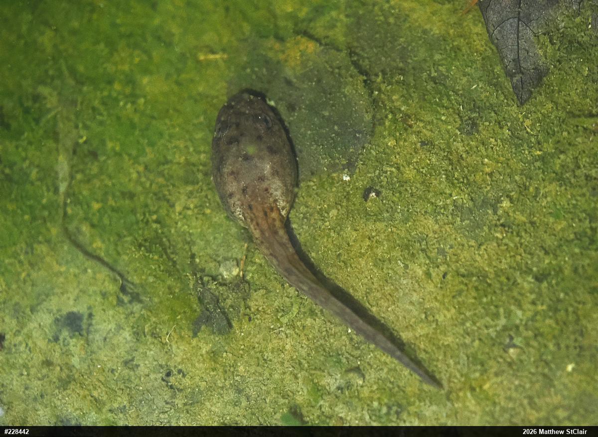 American Bullfrog