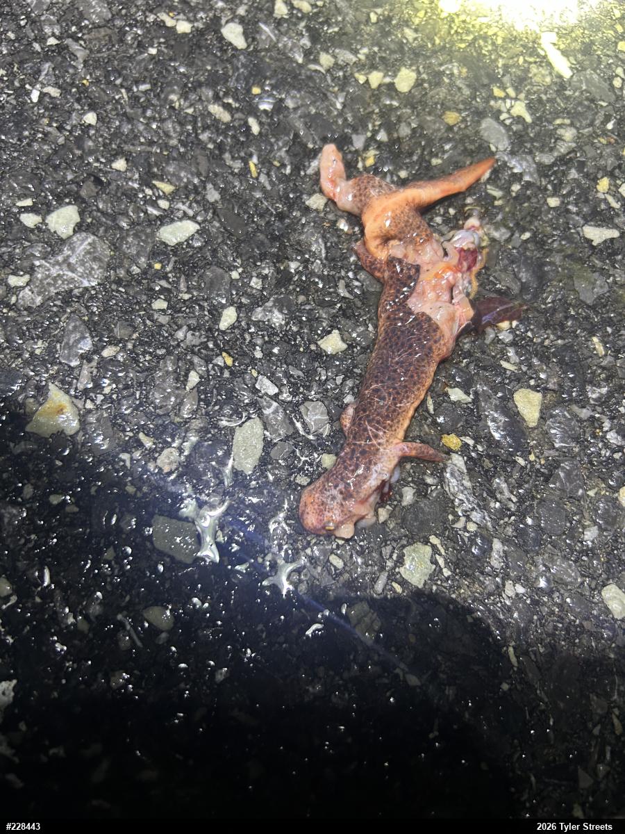 Northern Red Salamander