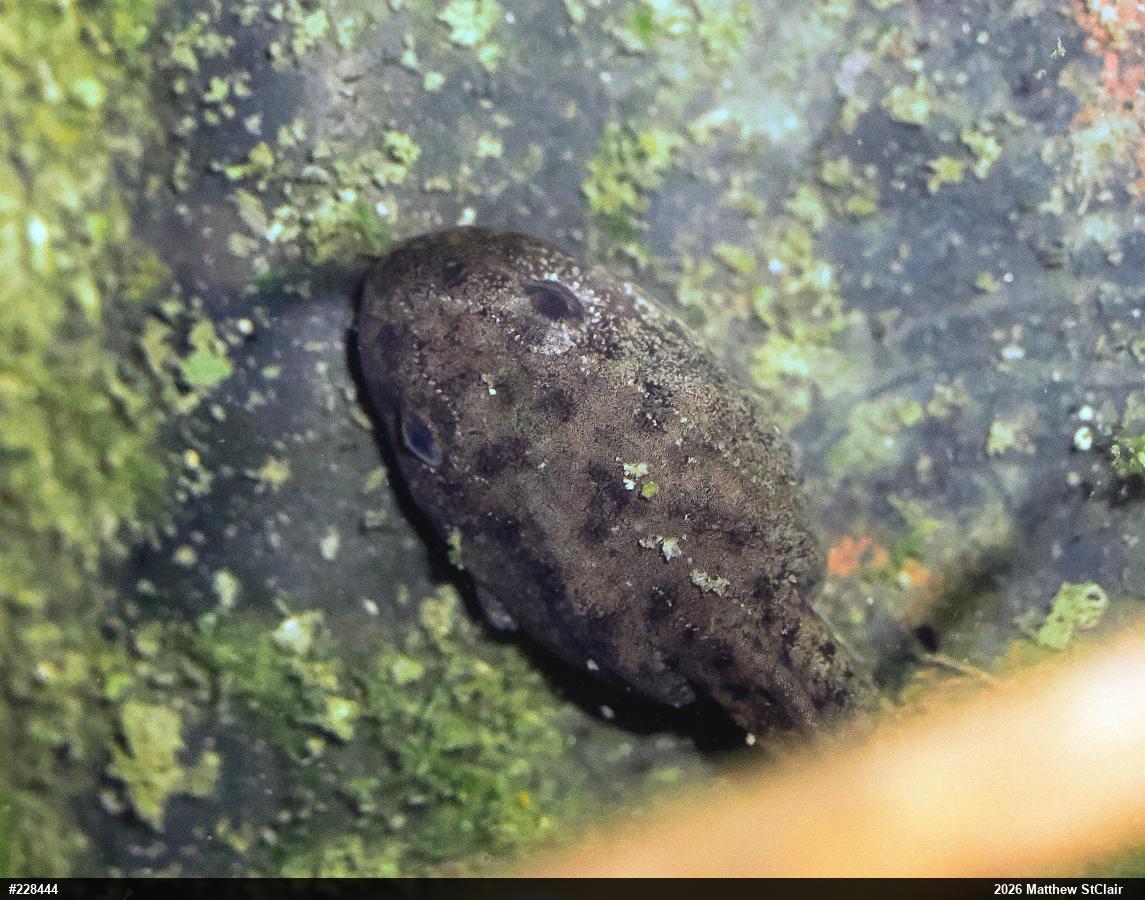 American Bullfrog