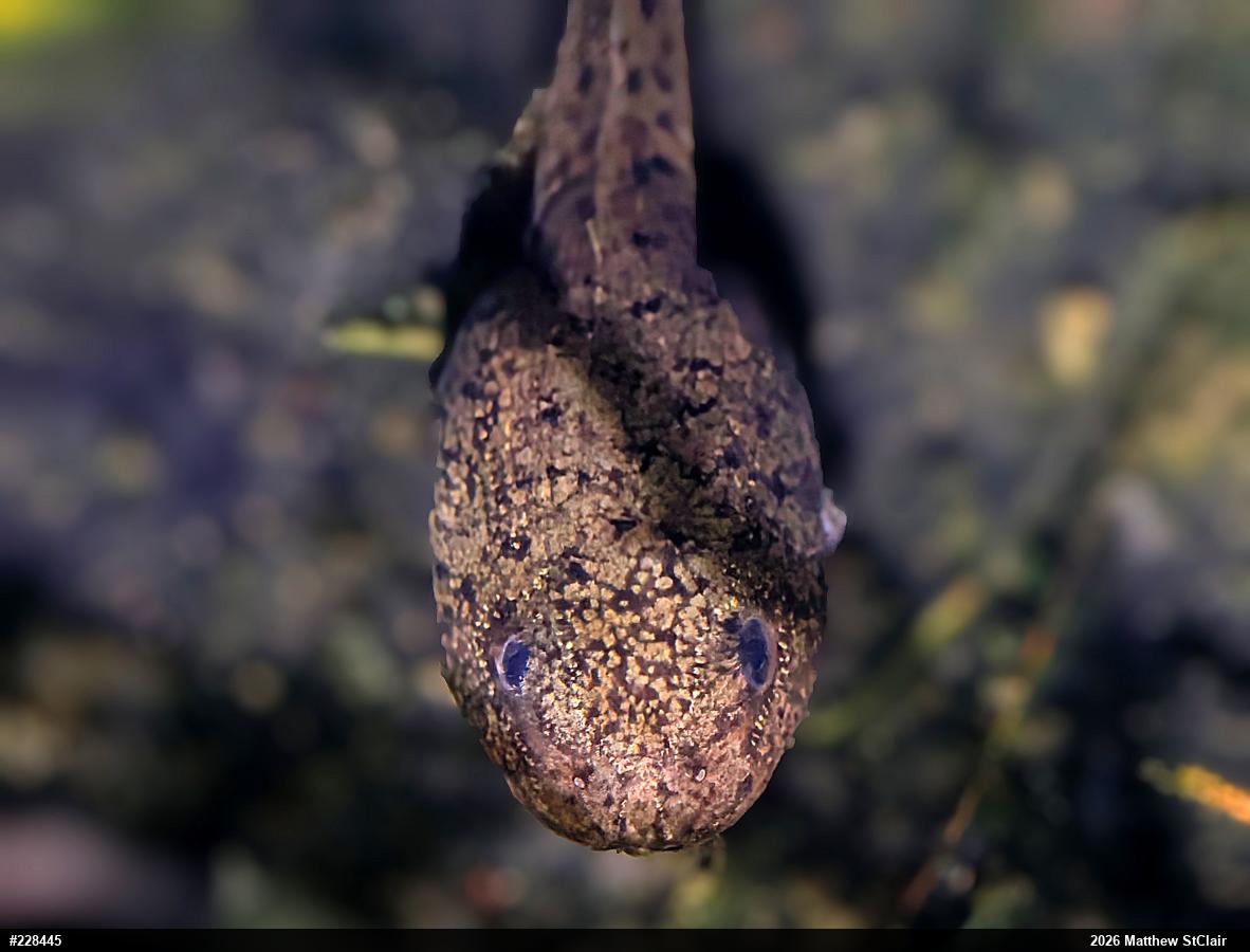 American Bullfrog