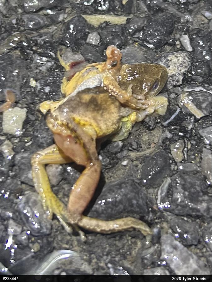 Spring Peeper
