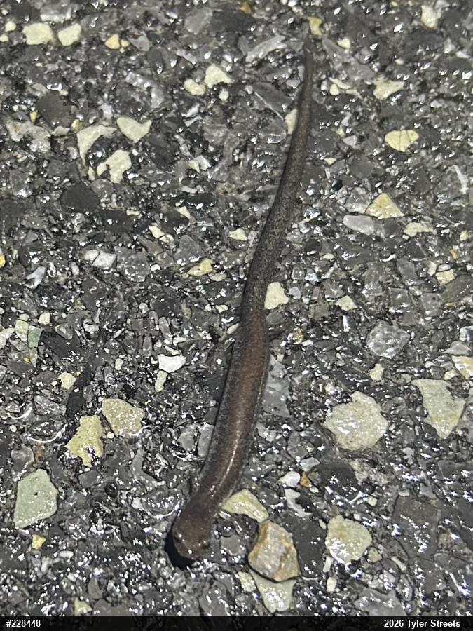 Valley And Ridge Salamander