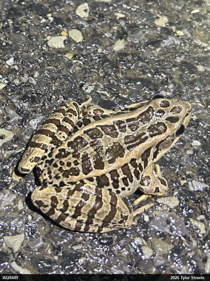 Pickerel Frog