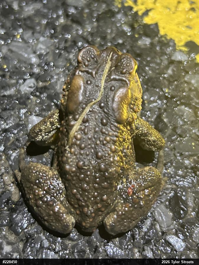 Eastern American Toad