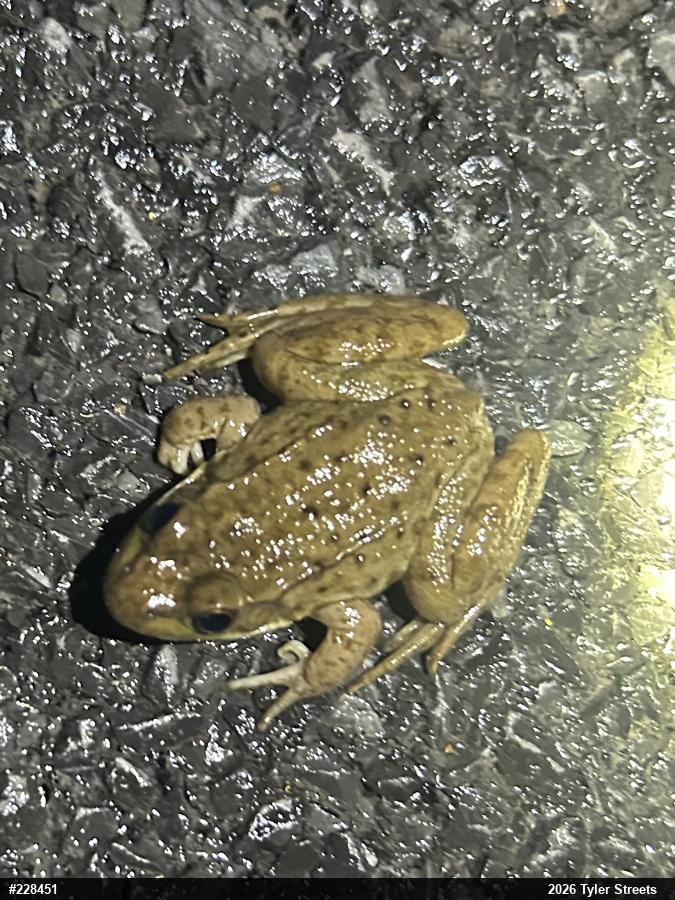 Green Frog