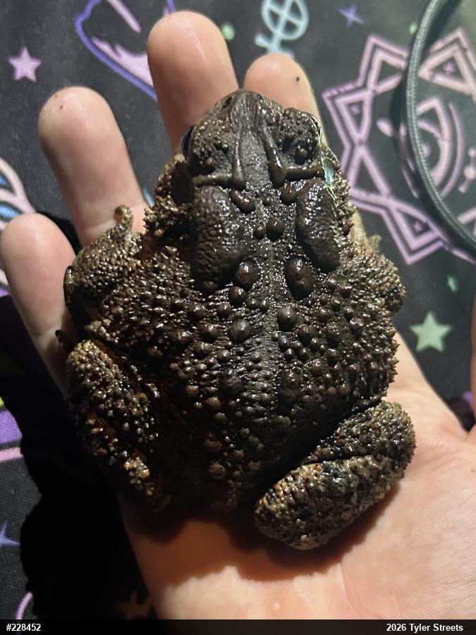 Eastern American Toad