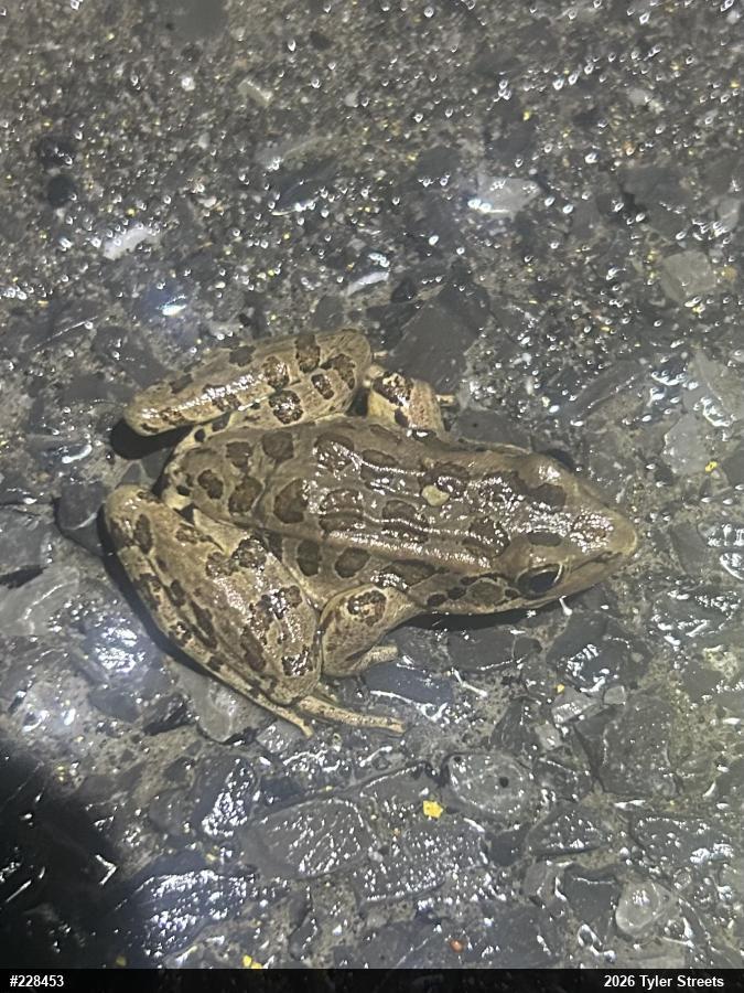 Pickerel Frog