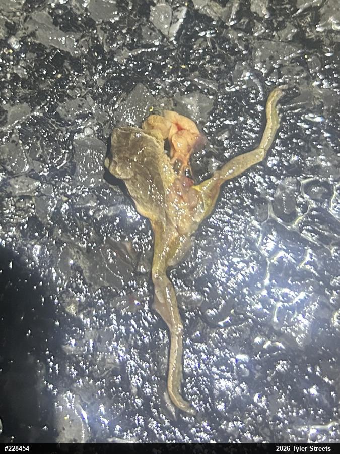 Spring Peeper