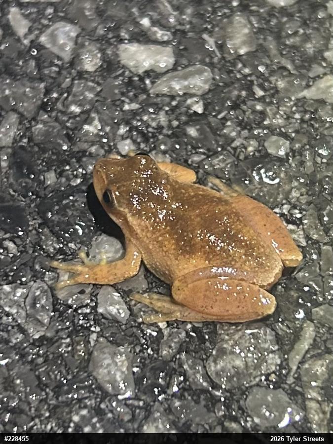 Spring Peeper